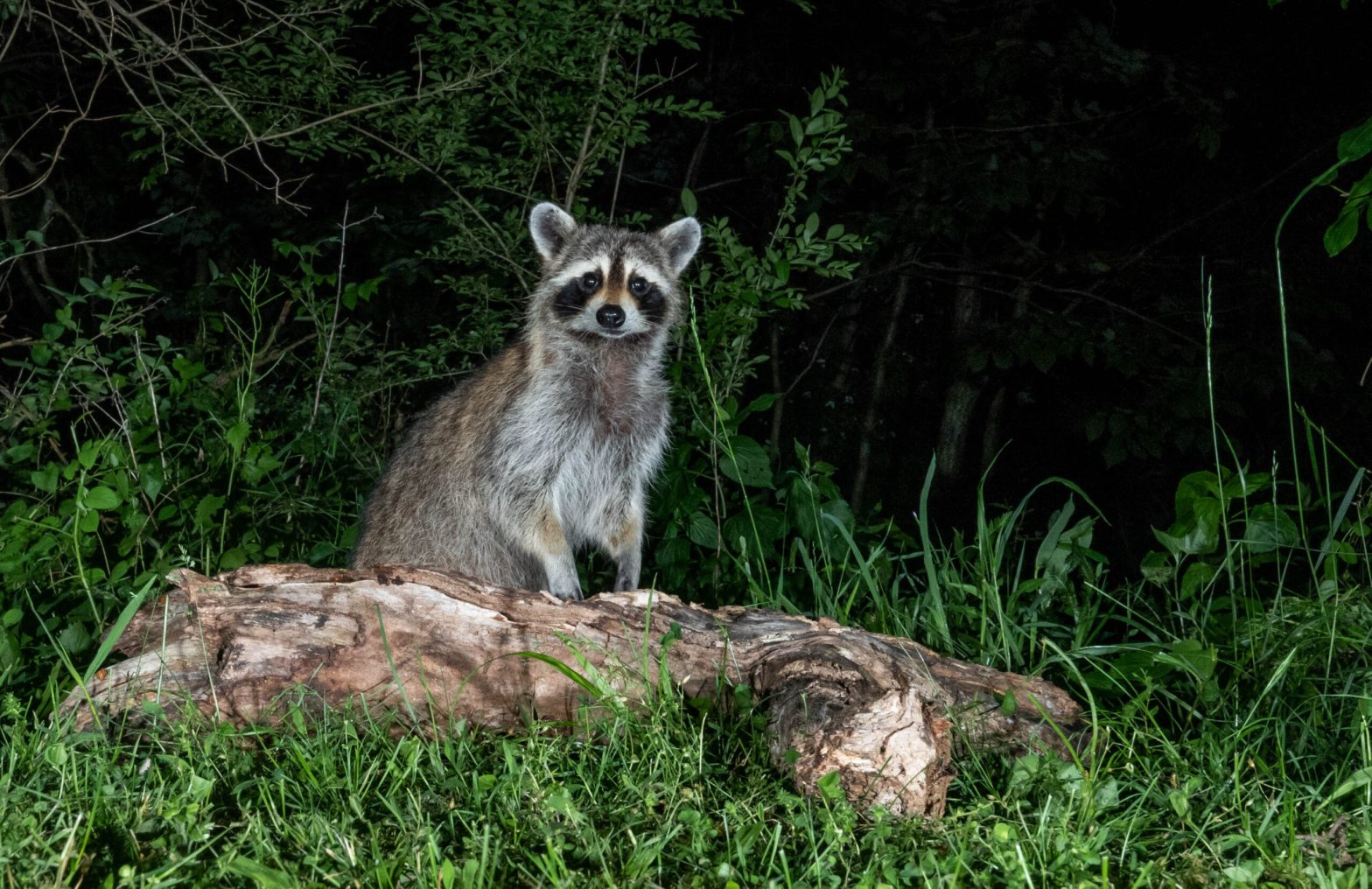 چک لیست دوربین های دید در شب برای حیات وحش
